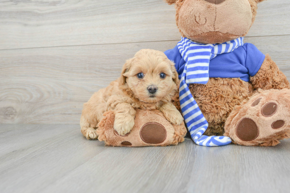 Maltipoo Pup Being Cute