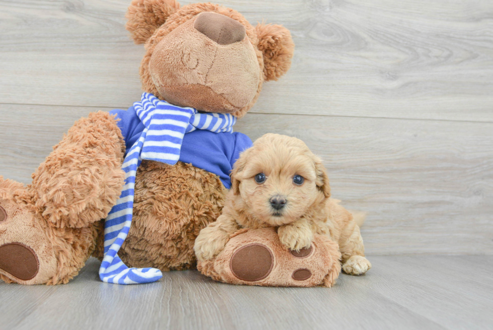 Petite Maltipoo Poodle Mix Pup