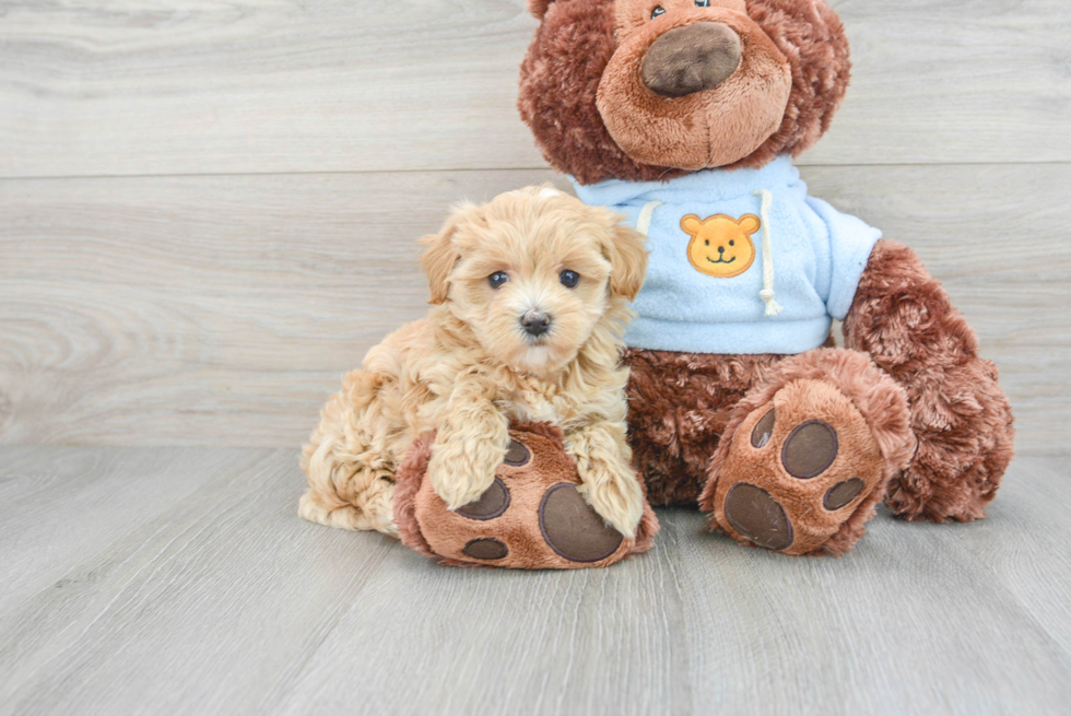 Maltipoo Pup Being Cute