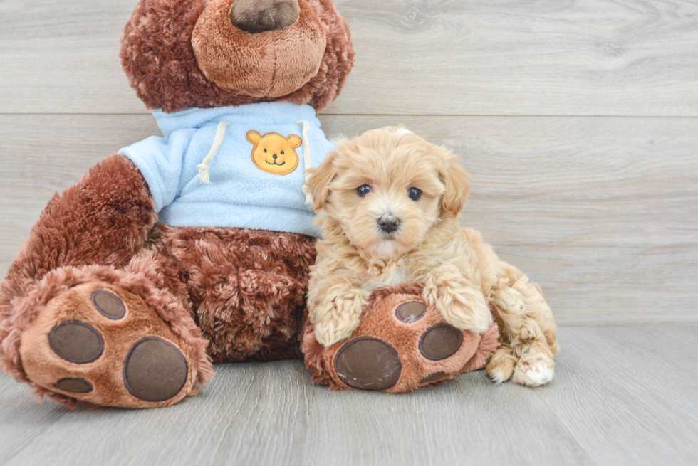 Maltipoo Pup Being Cute