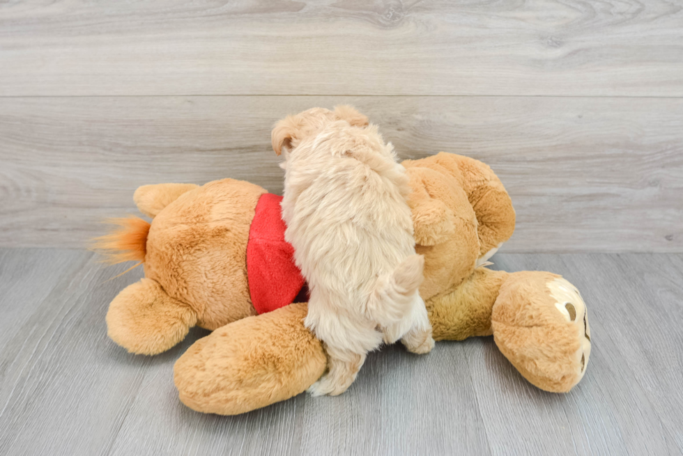 Maltipoo Pup Being Cute