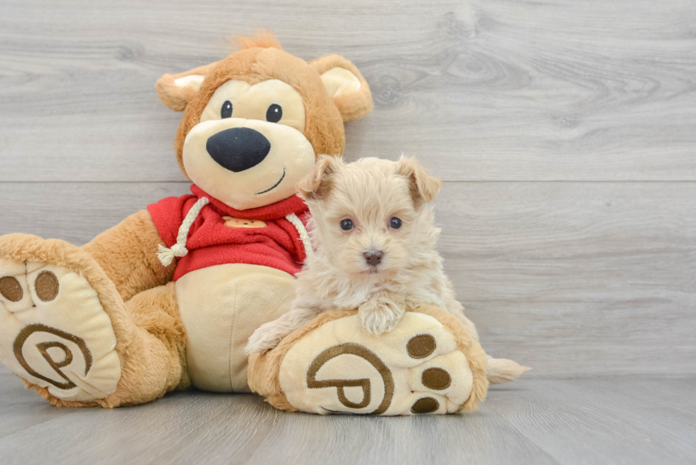 Popular Maltipoo Poodle Mix Pup