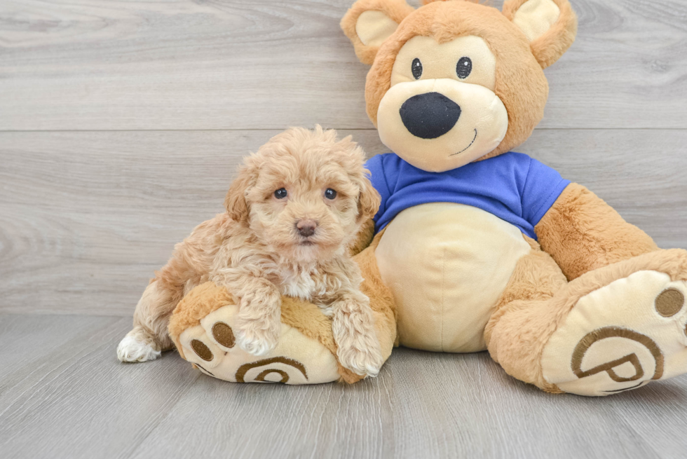 Sweet Maltipoo Baby