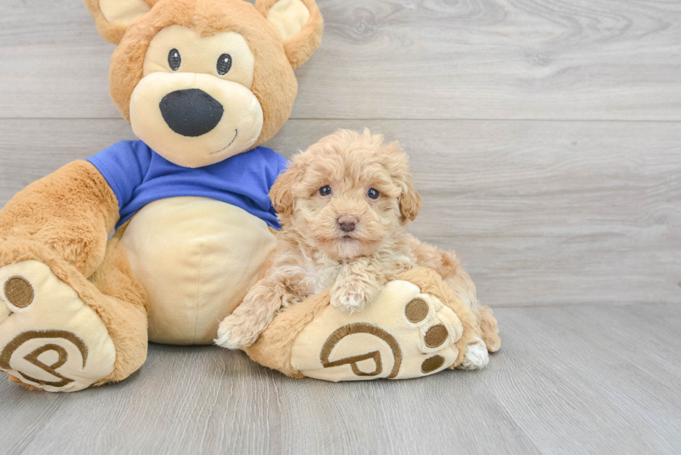 Best Maltipoo Baby