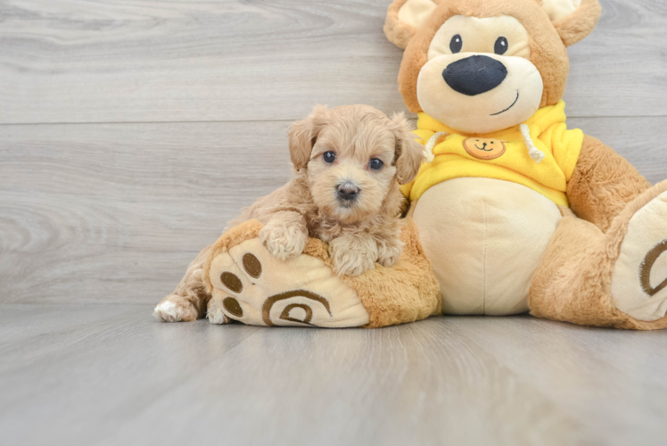 Adorable Maltese Poodle Poodle Mix Puppy