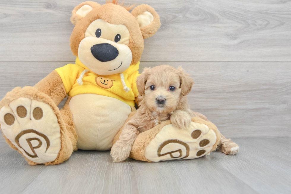 Adorable Maltepoo Poodle Mix Puppy