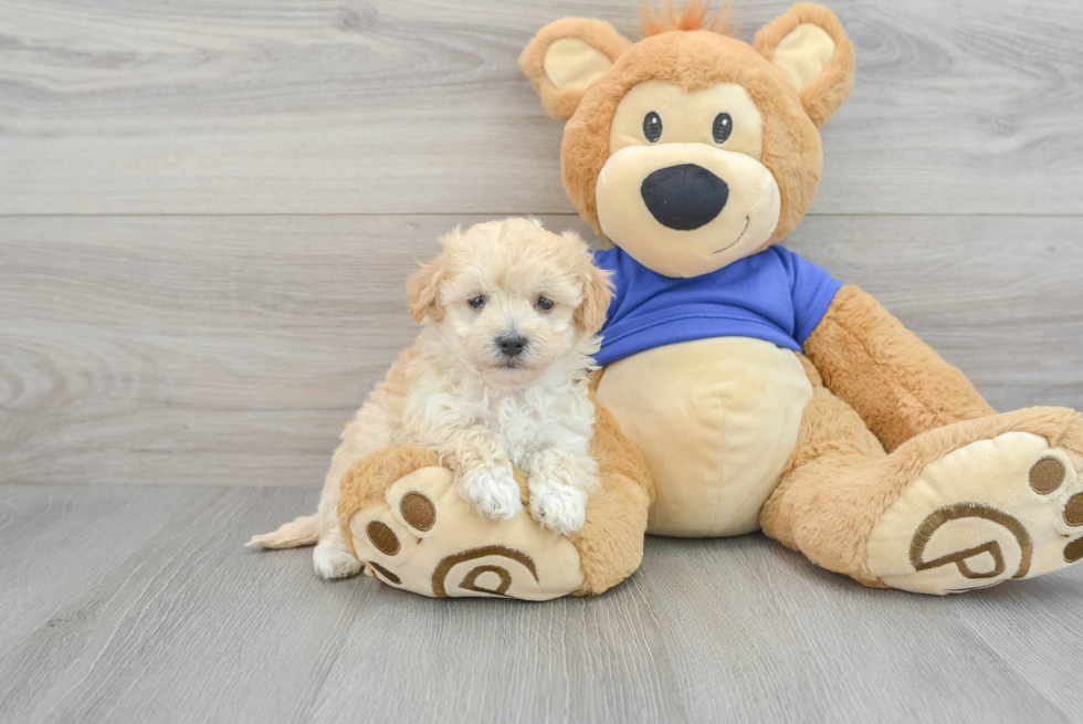 Smart Maltipoo Poodle Mix Pup