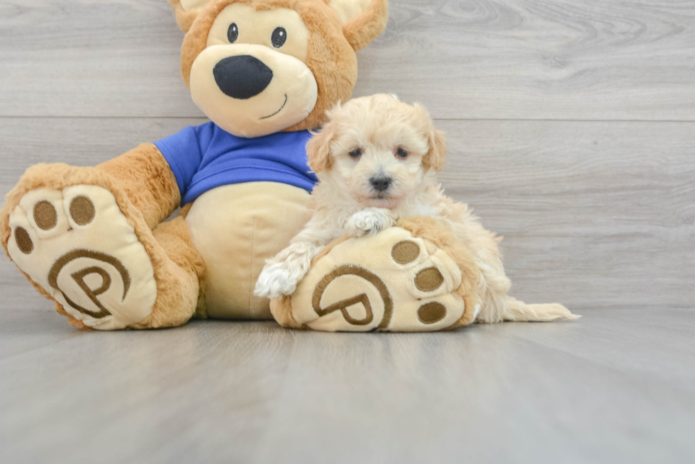 Popular Maltipoo Poodle Mix Pup