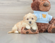 8 week old Maltipoo Puppy For Sale - Premier Pups