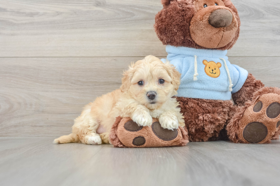 7 week old Maltipoo Puppy For Sale - Premier Pups