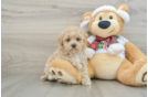 Best Maltipoo Baby