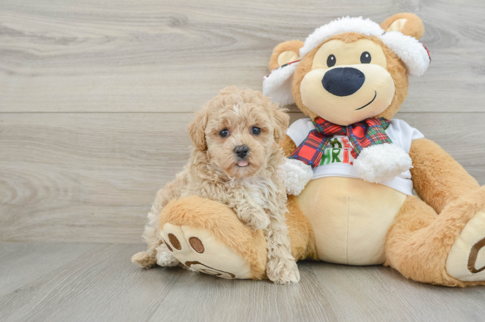 6 week old Maltipoo Puppy For Sale - Premier Pups