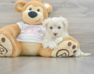 9 week old Maltipoo Puppy For Sale - Premier Pups