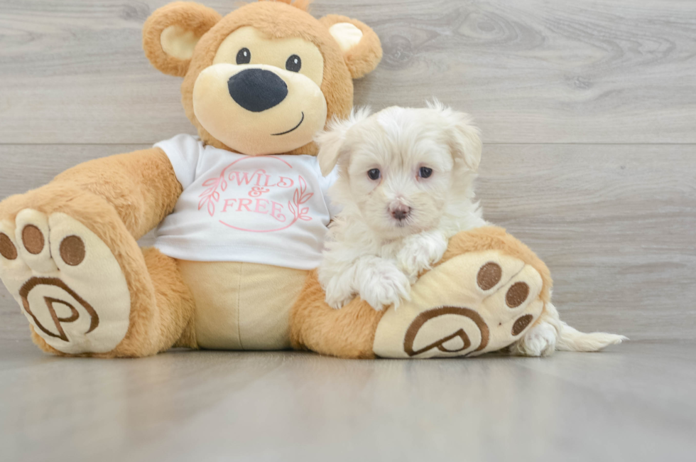 6 week old Maltipoo Puppy For Sale - Premier Pups