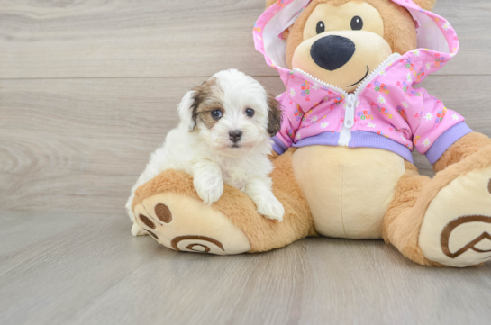 Sweet Maltipoo Baby