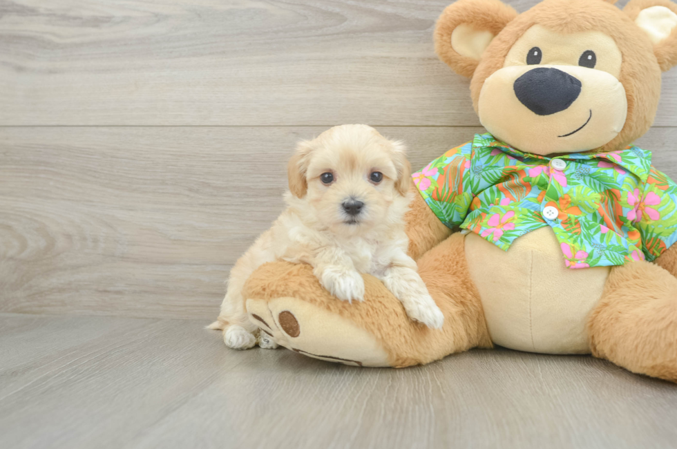 6 week old Maltipoo Puppy For Sale - Premier Pups