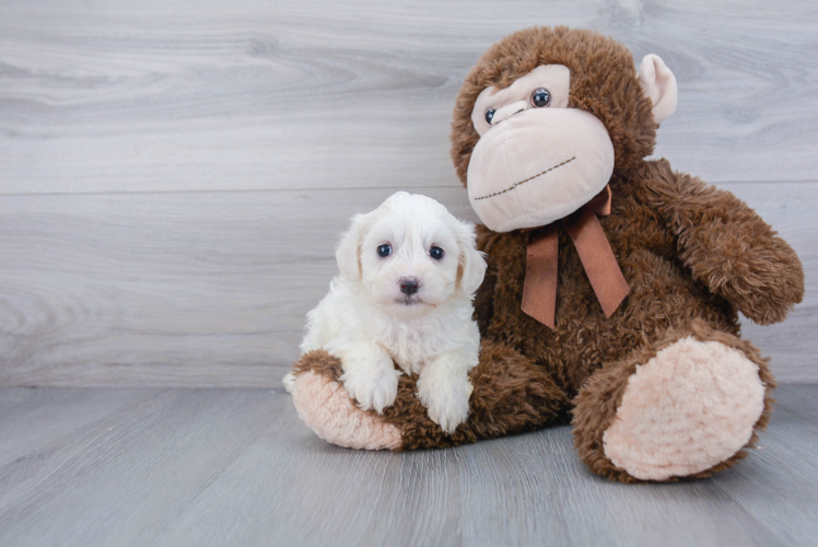 Best Maltipoo Baby