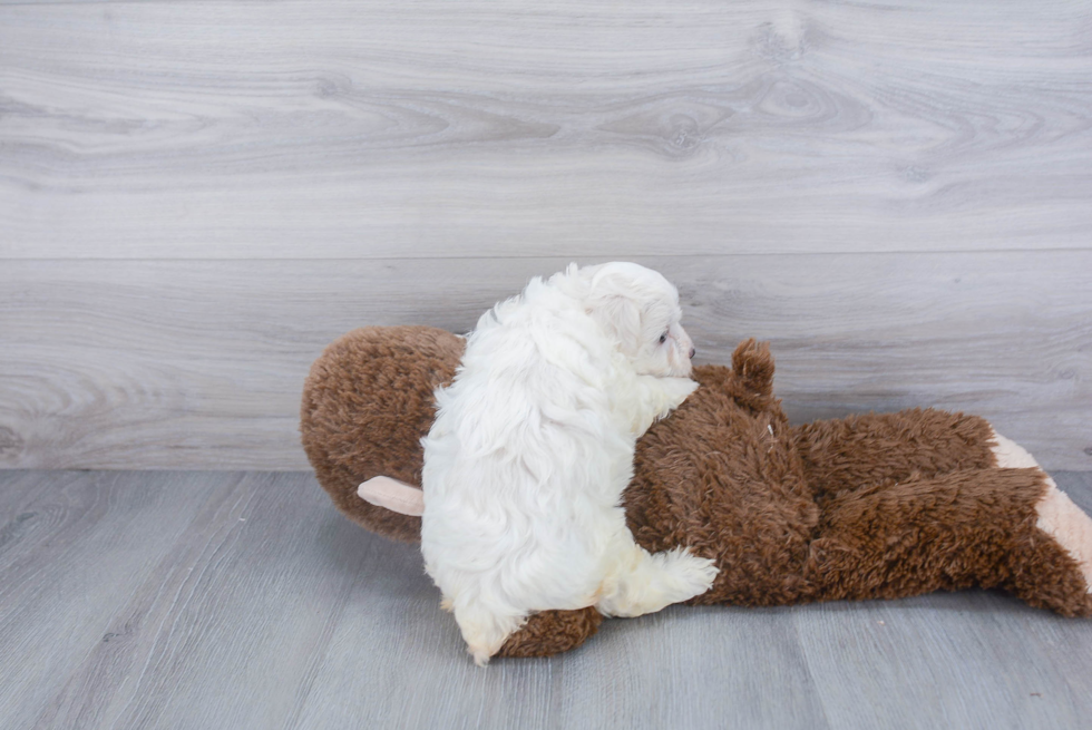 Playful Maltese Poodle Poodle Mix Puppy