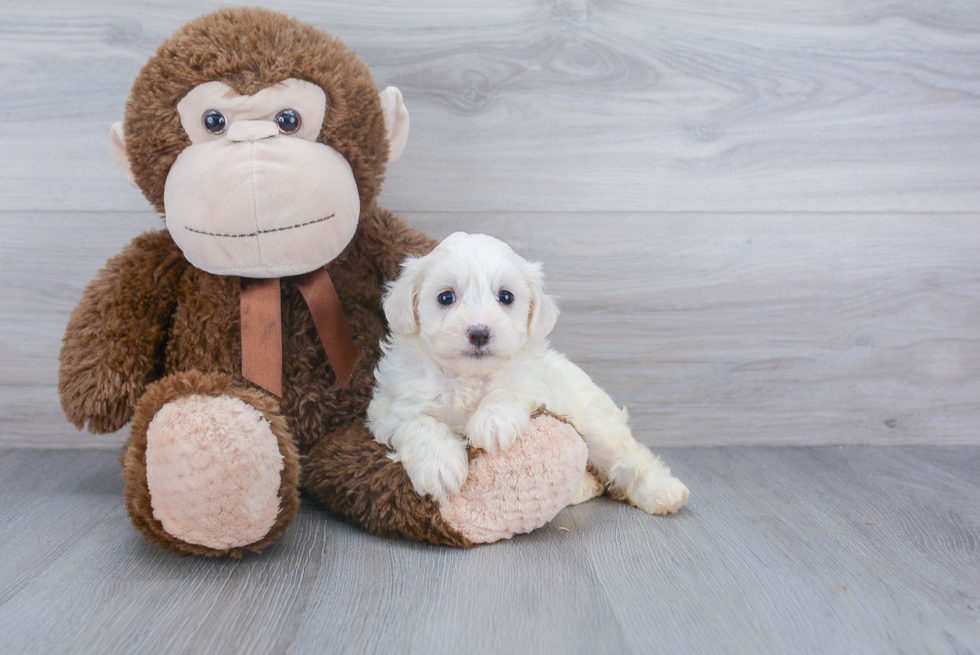 Hypoallergenic Maltese Poodle Poodle Mix Puppy