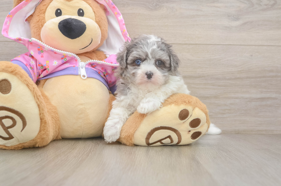 6 week old Maltipoo Puppy For Sale - Premier Pups