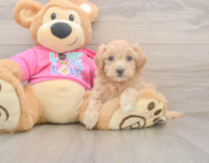 5 week old Maltipoo Puppy For Sale - Premier Pups