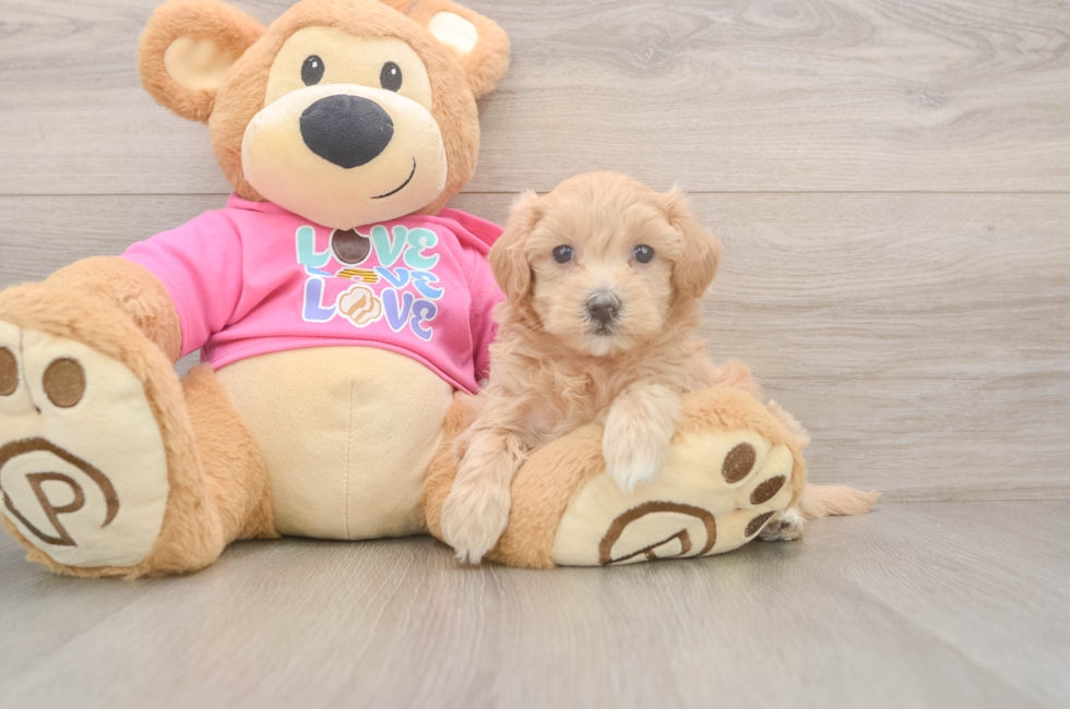 5 week old Maltipoo Puppy For Sale - Premier Pups