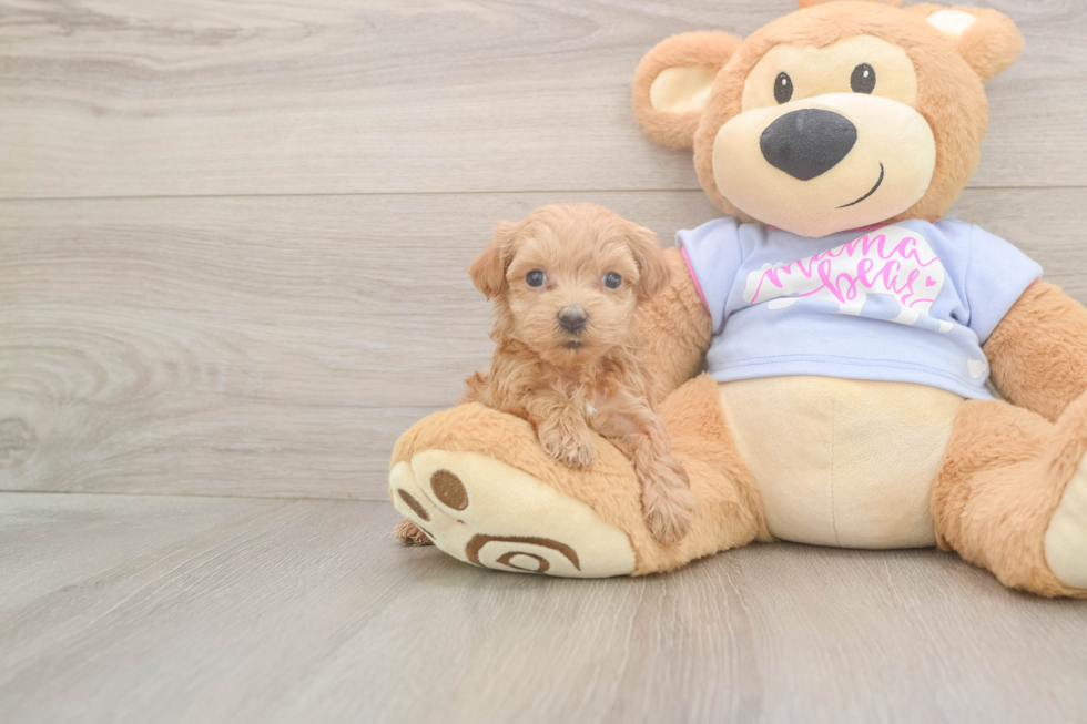 Adorable Malt Oodle Poodle Mix Puppy