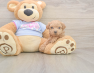 7 week old Maltipoo Puppy For Sale - Premier Pups