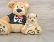 8 week old Maltipoo Puppy For Sale - Premier Pups