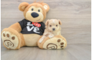 Petite Maltipoo Poodle Mix Pup