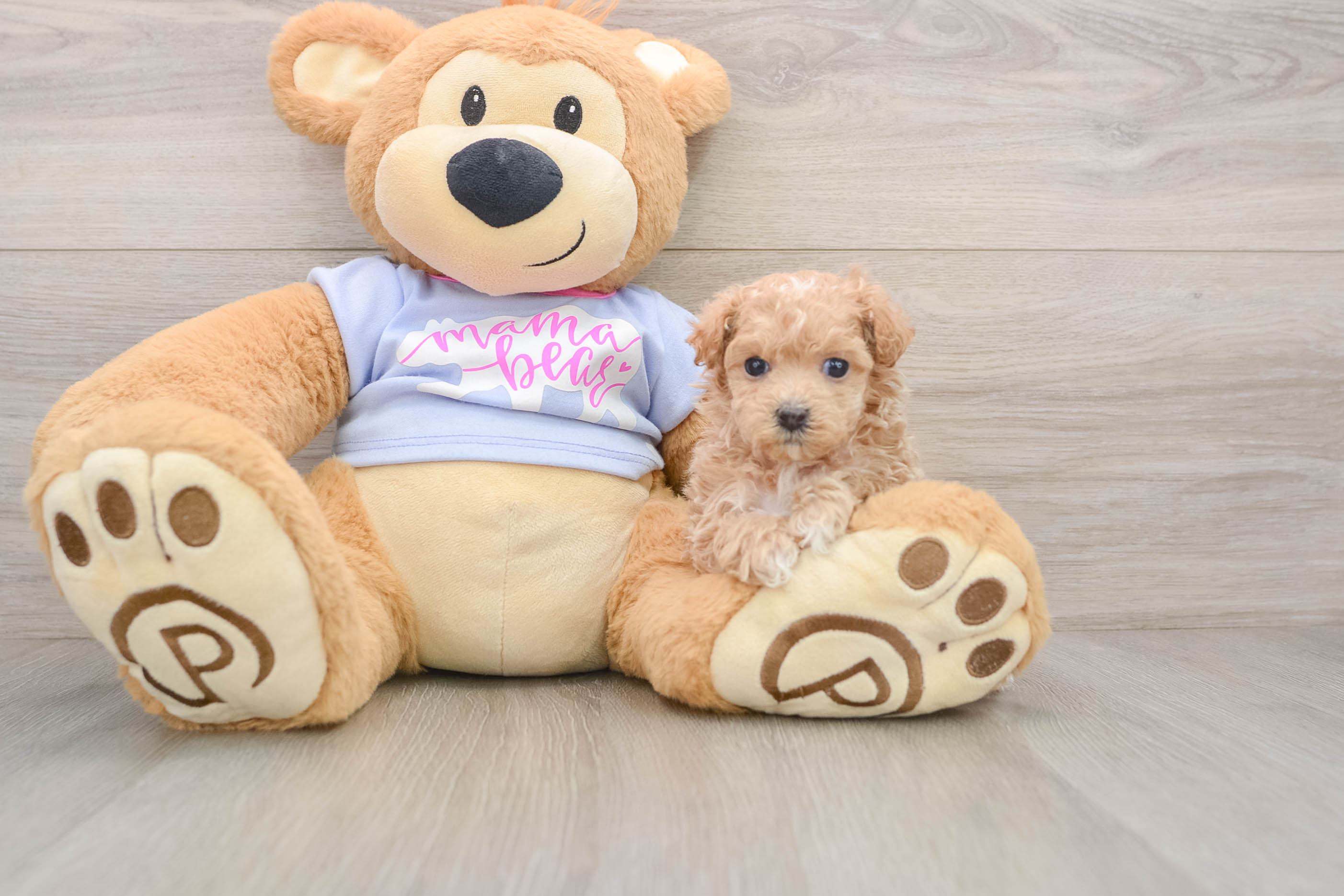Energetic Malt a Poo Poodle Mix Puppy