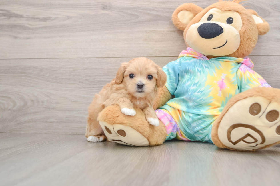 Cute Maltipoo Baby