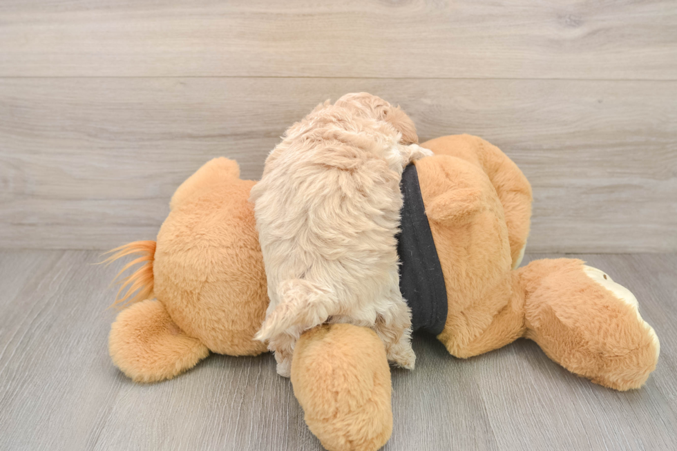 Maltipoo Puppy for Adoption