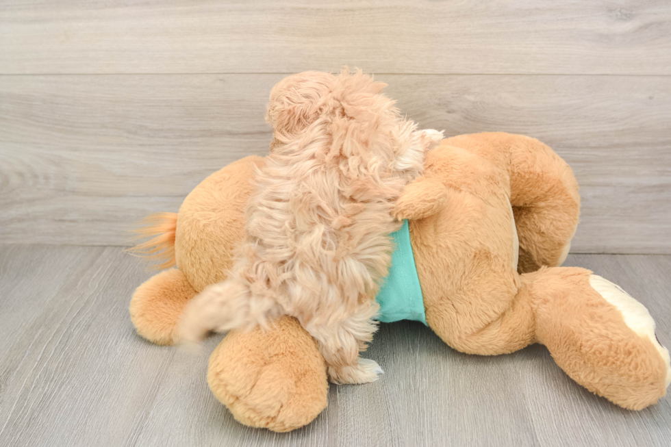 Petite Maltipoo Poodle Mix Pup