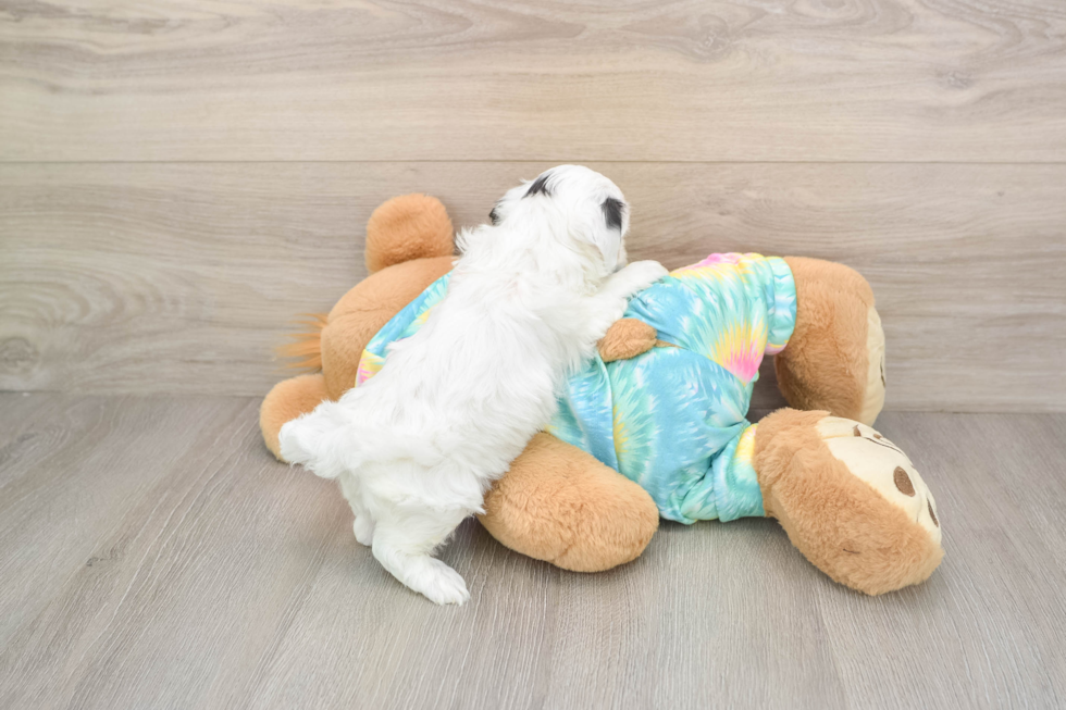 Popular Maltipoo Poodle Mix Pup