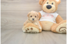 Maltipoo Pup Being Cute