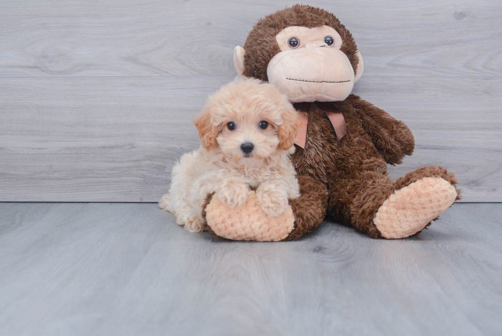 Maltipoo Pup Being Cute