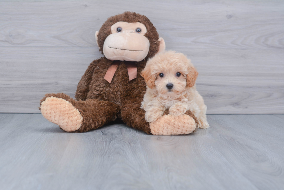 Fluffy Maltipoo Poodle Mix Pup