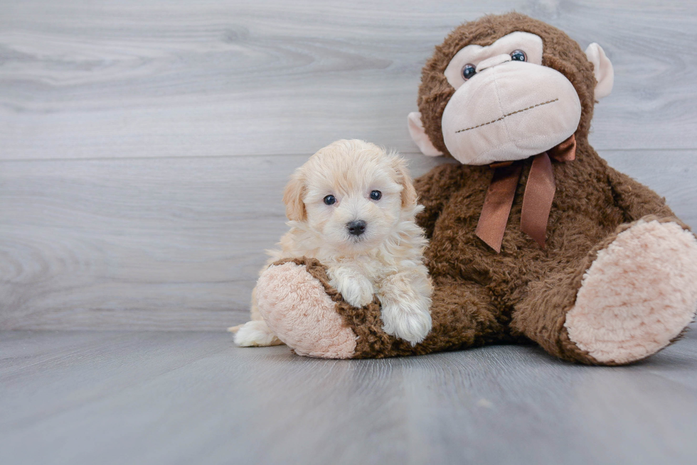 Best Maltipoo Baby