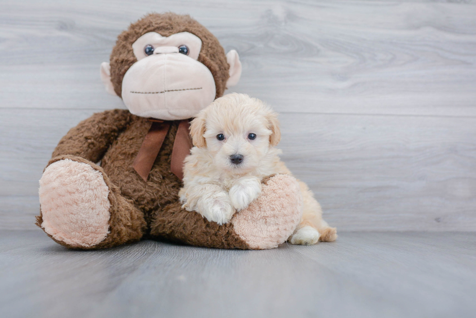 Maltipoo Puppy for Adoption