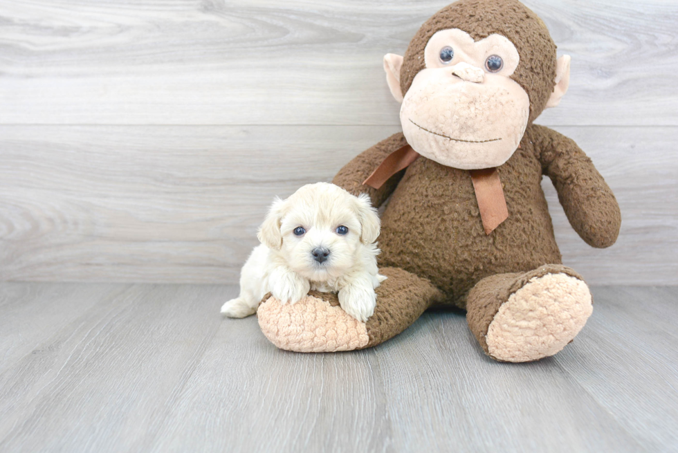 Fluffy Maltipoo Poodle Mix Pup