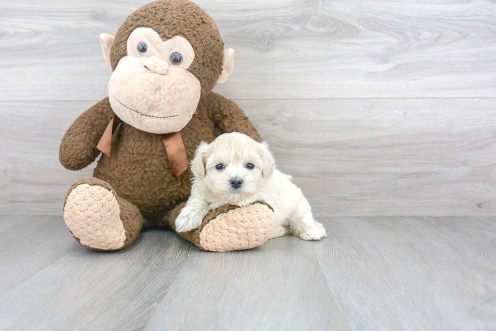 Maltipoo Pup Being Cute