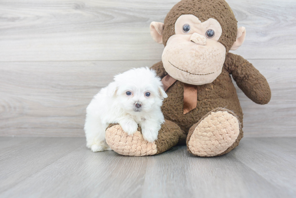 Friendly Maltipoo Baby