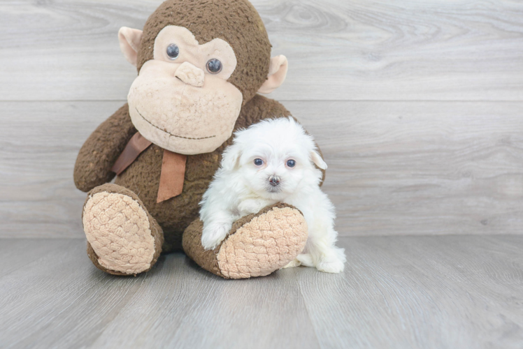 Hypoallergenic Maltepoo Poodle Mix Puppy