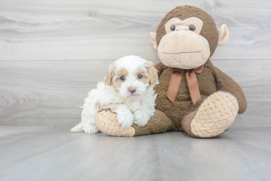 Maltipoo Pup Being Cute