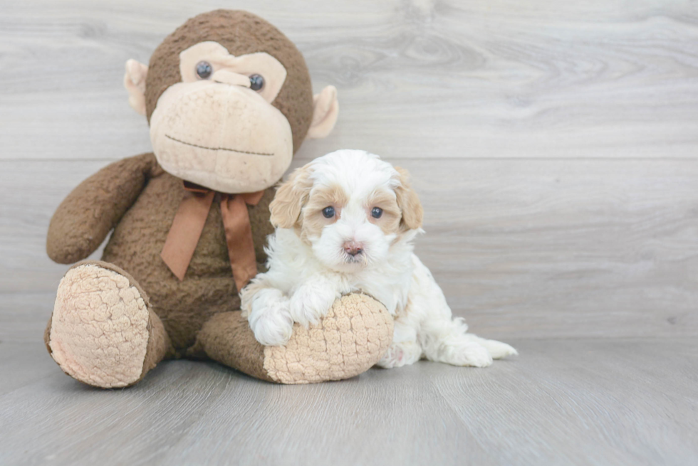 Sweet Maltipoo Baby