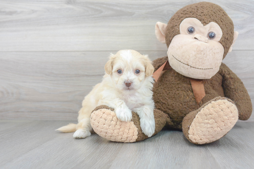 Maltipoo Puppy for Adoption