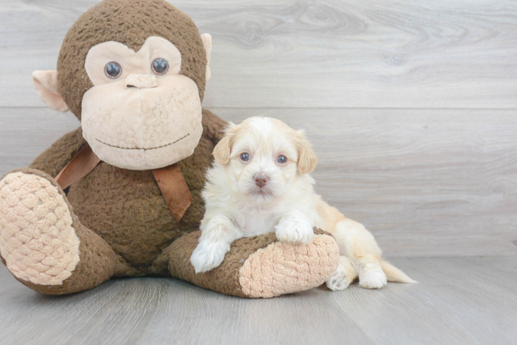 Maltipoo Pup Being Cute