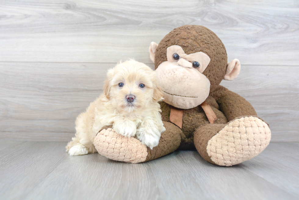 Adorable Maltepoo Poodle Mix Puppy