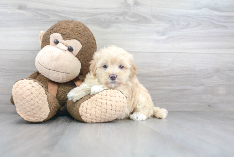 Maltipoo Puppy for Adoption